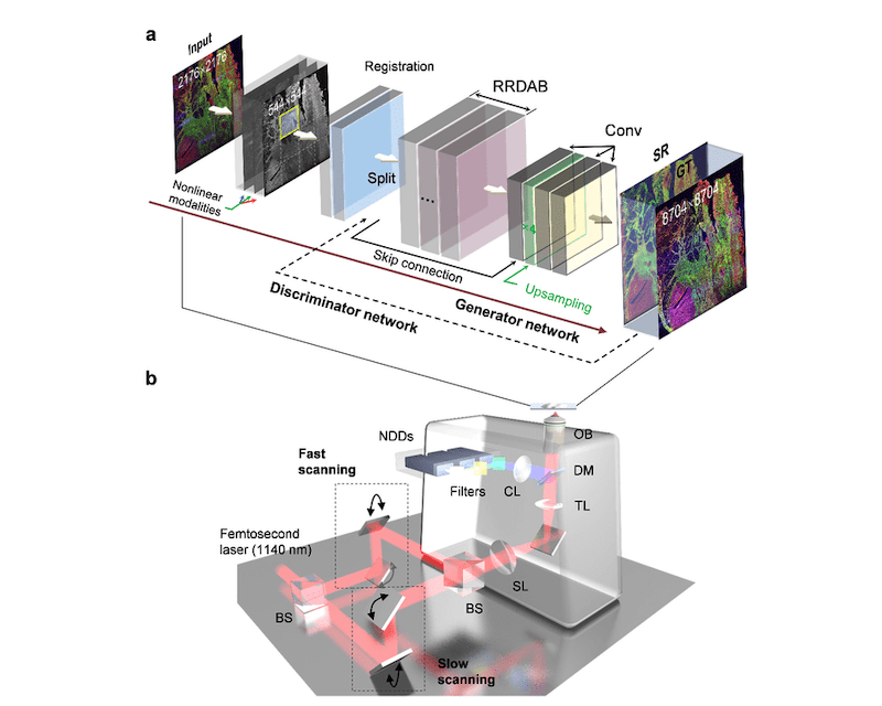 Deep Learning Autofluorescence-Harmonic Microscopy Overcomes Field of View Limitations