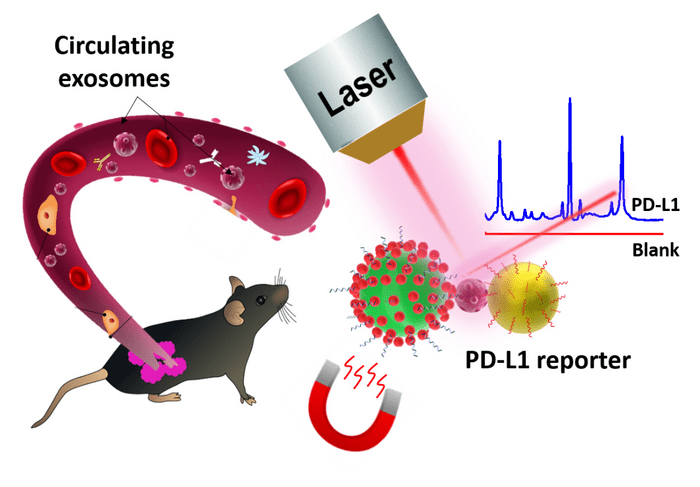 Ultrasensitive SERS Probes Developed to Detect PD-L1 Biomarker