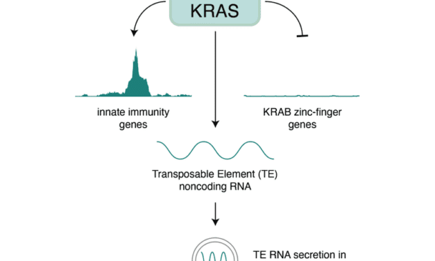 Hallmark Cancer Gene Regulates RNA ‘Dark Matter’