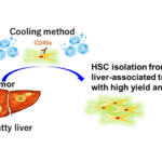 Cold Method for Clearer Fatty Liver Observation Found