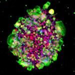 Laminin Isoforms Range Expanded