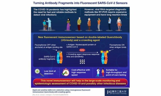Quenchbody Immunosensors Offer Quick, Sensitive COVID Diagnostics