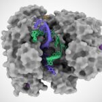 How a CRISPR Protein Might Yield New Tests for Many Viruses