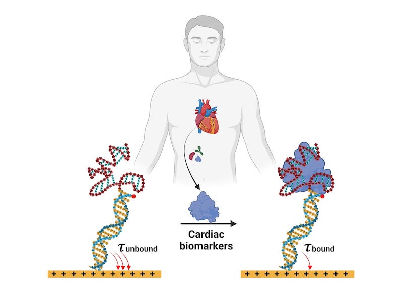 Antibody Alternatives for Biosensing Developed