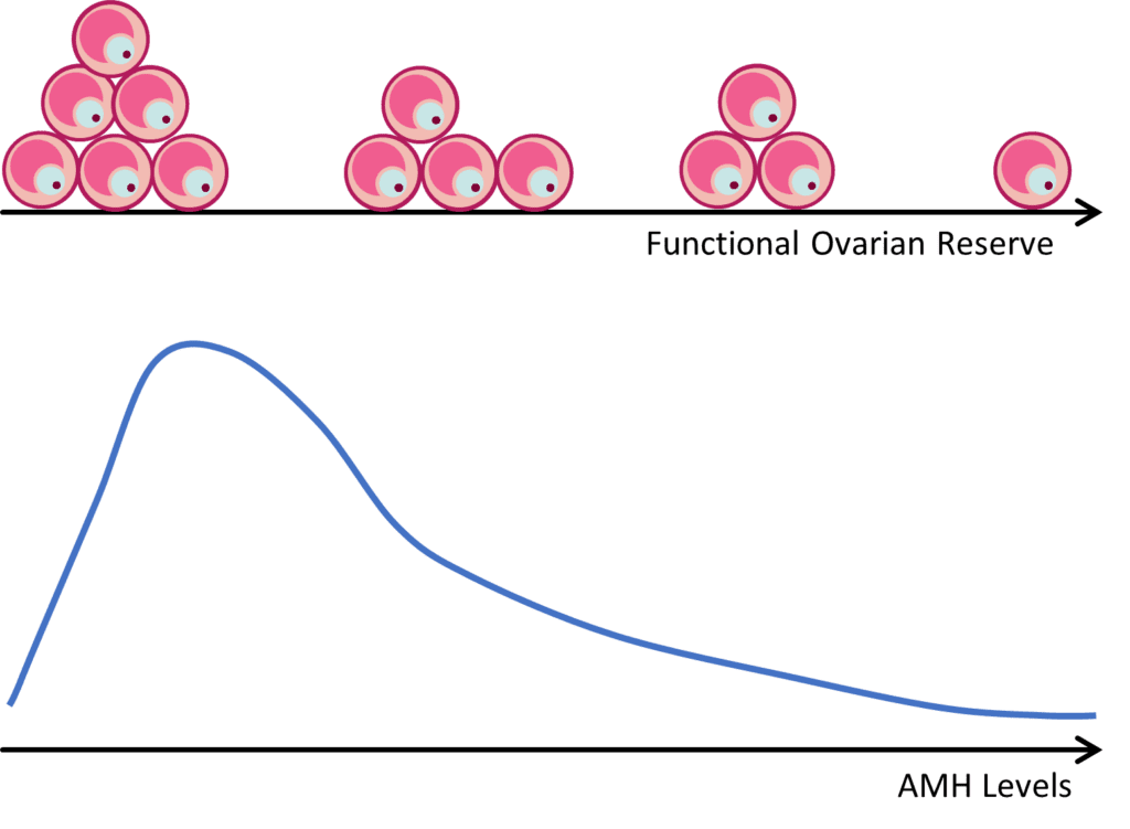 Unlocking The Secrets Of Ovarian Reserve And Anti-Mullerian Hormone