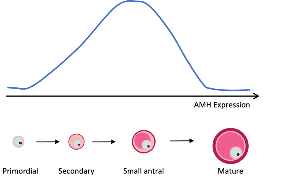 Unlocking The Secrets Of Ovarian Reserve And Anti-Mullerian Hormone