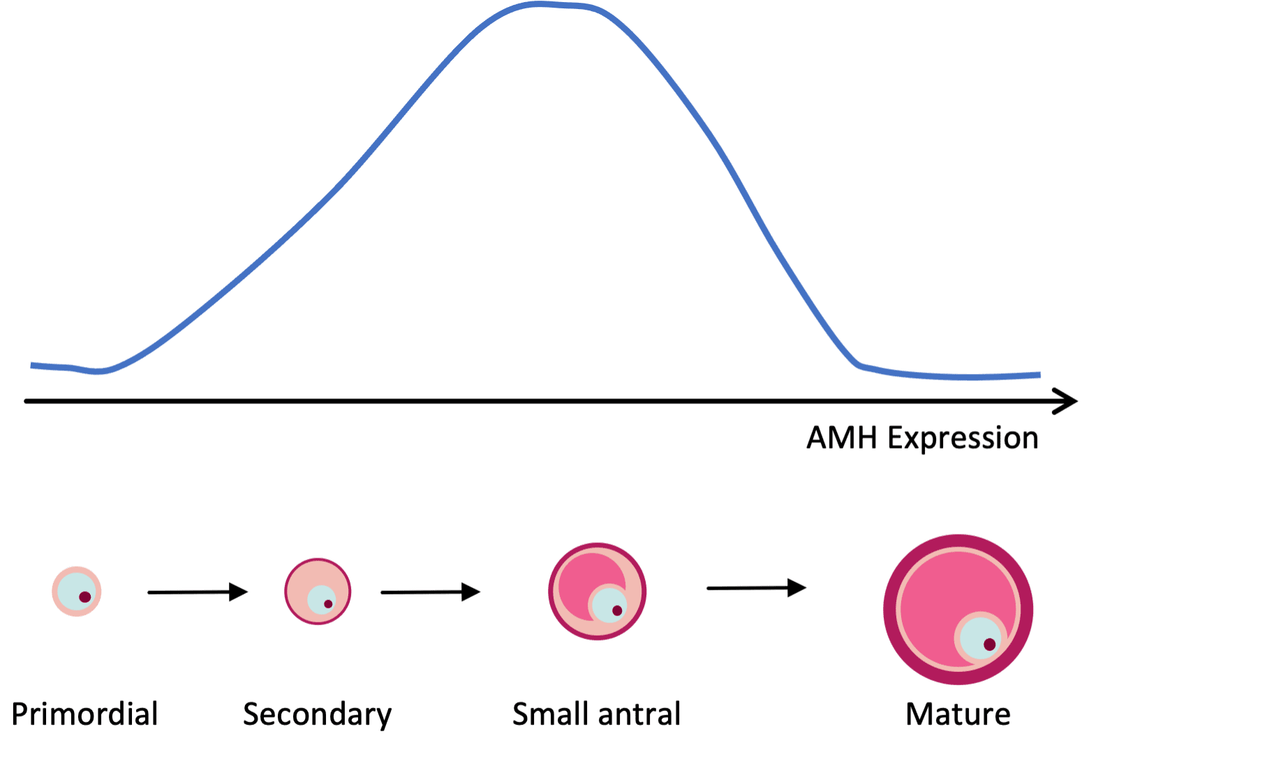 Unlocking the Secrets of Ovarian Reserve and Anti-Mullerian Hormone