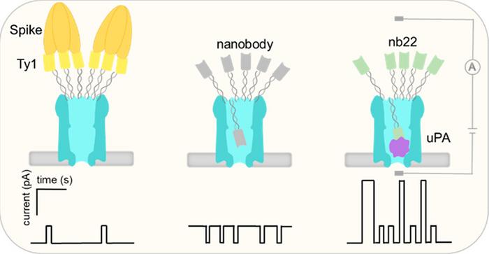 Tiny Nanopores Could Help Detect Diseases More Quickly