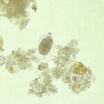 Shaping the Future of Diagnostic Parasitology: A Roundtable Discussion