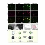 A New Efficient Way to Test for COVID