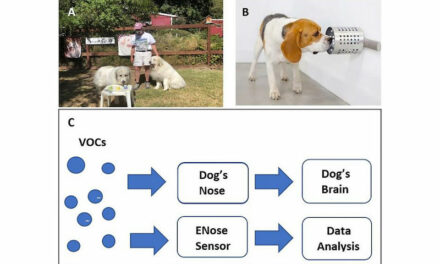 Scent Dogs Detect COVID More Rapidly than Current Tests