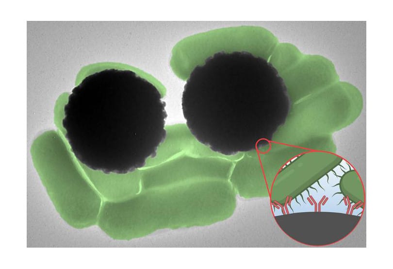 How Tiny Magnetic Beads Can Help Detect Pathogens