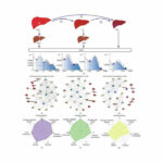 New Study Proposes Resilience Approach for HBV Disease Diagnosis Via Blood Tests