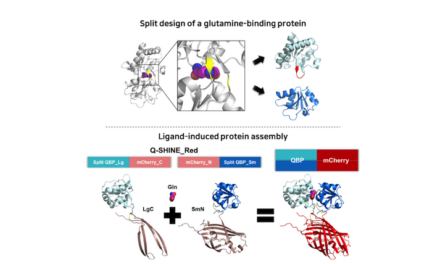 How Researchers are Measuring Glutamine to Diagnose Geriatric Diseases