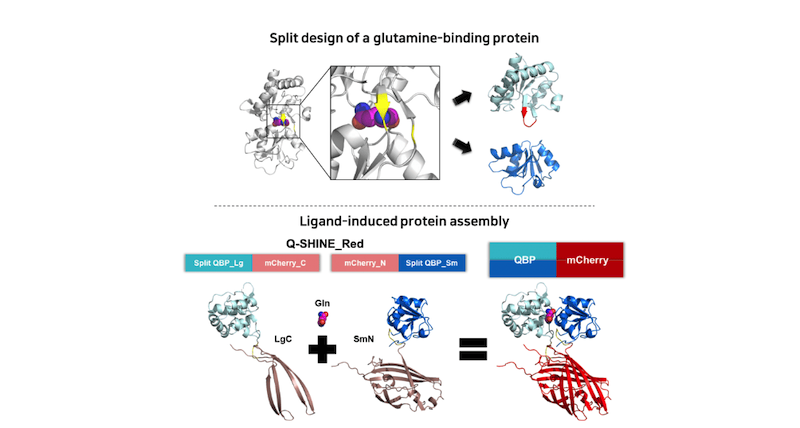 How Researchers are Measuring Glutamine to Diagnose Geriatric Diseases