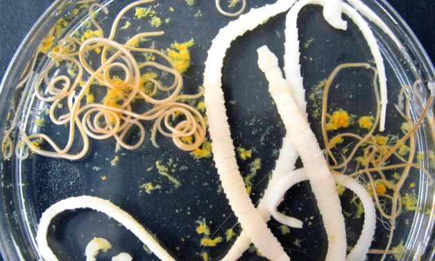 The Imperative of Morphological Expertise in Modern Parasitology