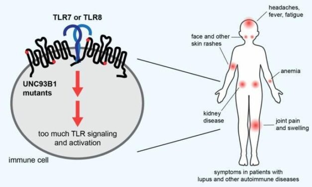 Toll-Like Receptors Genetic Link Unlocking Lupus Personalized Treatment