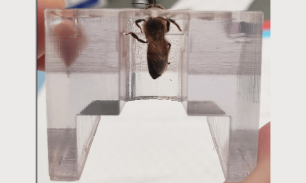MSU Researchers Discover Honeybees Can Detect Lung Cancer