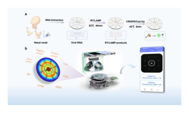 Smartphone-Controlled Device Supports Rapid Influenza Detection