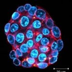 Immunofluorescent Staining Within Hours, not Days