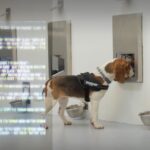 New Cancer Detection Test Uses AI, Canines, and Breath Samples