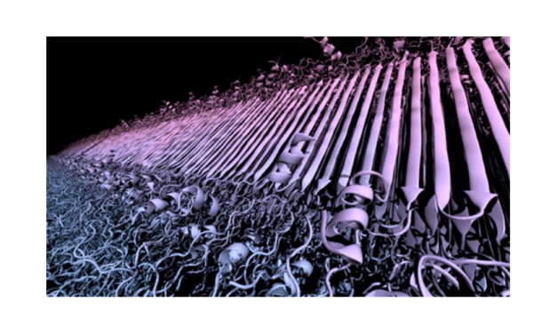 Structure of Huntington’s Disease Protein Clumps Identified