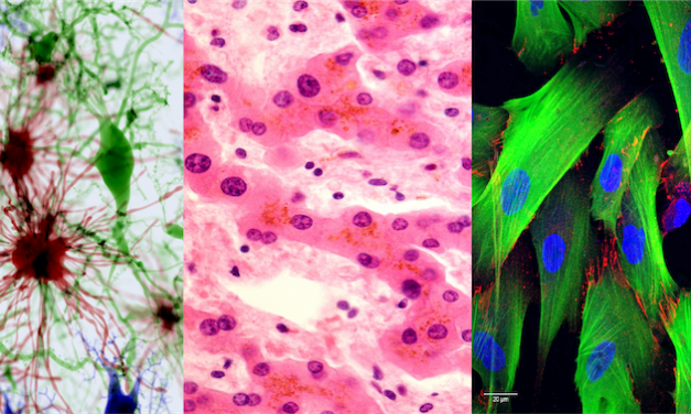 Ready-to-use hiPSC-derived Cells Aid Workflow Optimization