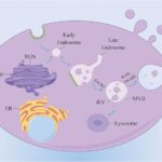 lncRNAs Play a Role in Kidney Disease