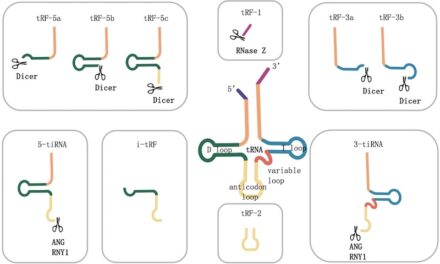 tsRNAs Are Potential Digestive Tract Disease Biomarkers