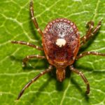 AGS: The Dovetailing of Rising Tick-Borne and Allergic Diseases