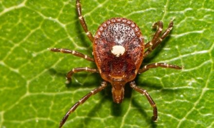 AGS: The Dovetailing of Rising Tick-Borne and Allergic Diseases