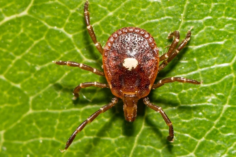 AGS: The Dovetailing of Rising Tick-Borne and Allergic Diseases