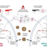 Astrocytes Play Key Role in Alzheimer’s Disease
