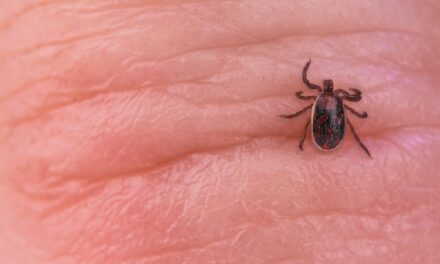 New Strain of Rickettsia Bacteria That Causes Spotted Fever Infections in Humans Identified