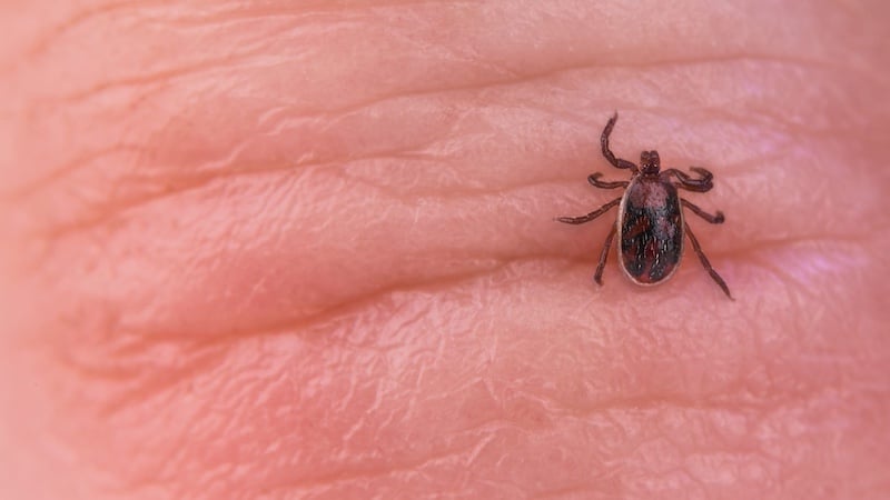 New Strain of Rickettsia Bacteria That Causes Spotted Fever Infections in Humans Identified