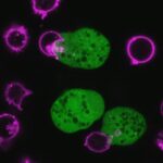 E. histolytica Is a Wily Cell-Killing Parasite That Hides In Plain Sight