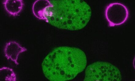 E. histolytica Is a Wily Cell-Killing Parasite That Hides In Plain Sight