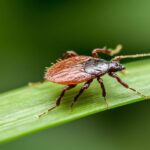 Microarray Platform for Tick-Borne Infections Validated