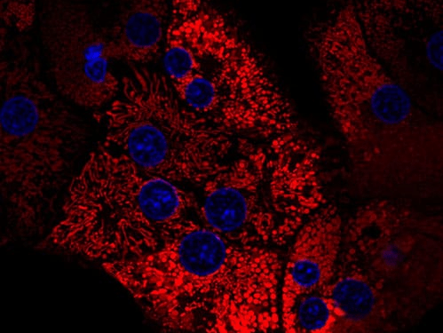 Clinically Validated Collagenase and Neutral Protease Enzymes Available