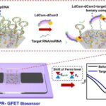 CRISPR-Cas10 Integrated with Graphene Field-Effect Transistors Offer Innovative RNA Detection Approach