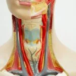 LIMA1-Alpha Protein Predicts Head and Neck Cancer Patients who Can Be Cured with Surgery Alone