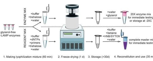 RT-LAMP Assay Provides Affordable, Reliable Pathogen Detection