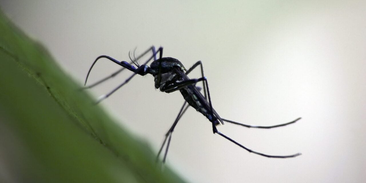 Molecular Platform Shows Promise for Detecting Asymptomatic Malaria Cases