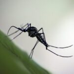 Molecular Platform Shows Promise for Detecting Asymptomatic Malaria Cases
