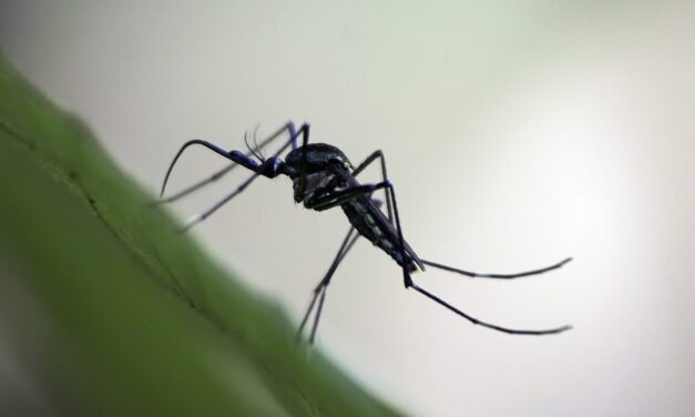 Molecular Platform Shows Promise for Detecting Asymptomatic Malaria Cases