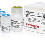 Thermo Fisher Launches HepatoExpress Kit for Liver Cell Gene Expression Analysis