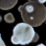 Plasma Test Launches for Rapid Detection of Mold Infections