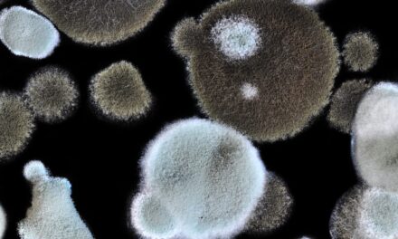 Plasma Test Launches for Rapid Detection of Mold Infections
