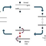 Syndex Bio Unveils DNA Methylation Technology After $15.5M Funding Round