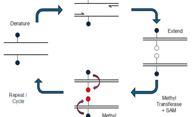 Syndex Bio Unveils DNA Methylation Technology After $15.5M Funding Round